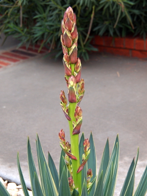 [Bud stems are starting to separate from the main stem.]